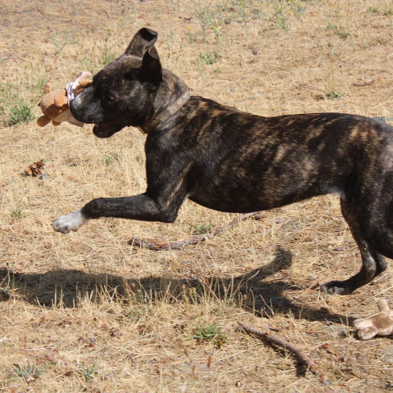Enlarge Stella, a Adoptable mixed breed in Weaverville, CA image 4/6