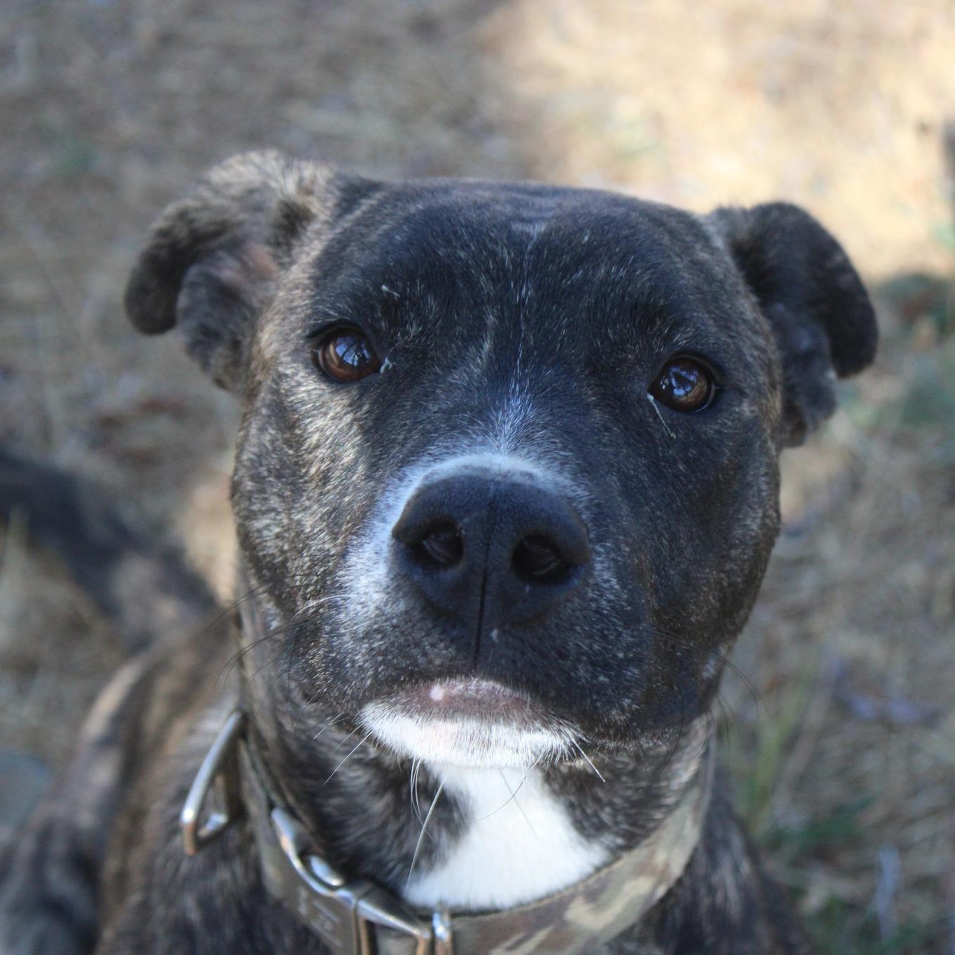 Enlarge Stella, a Adoptable mixed breed in Weaverville, CA image 2/6