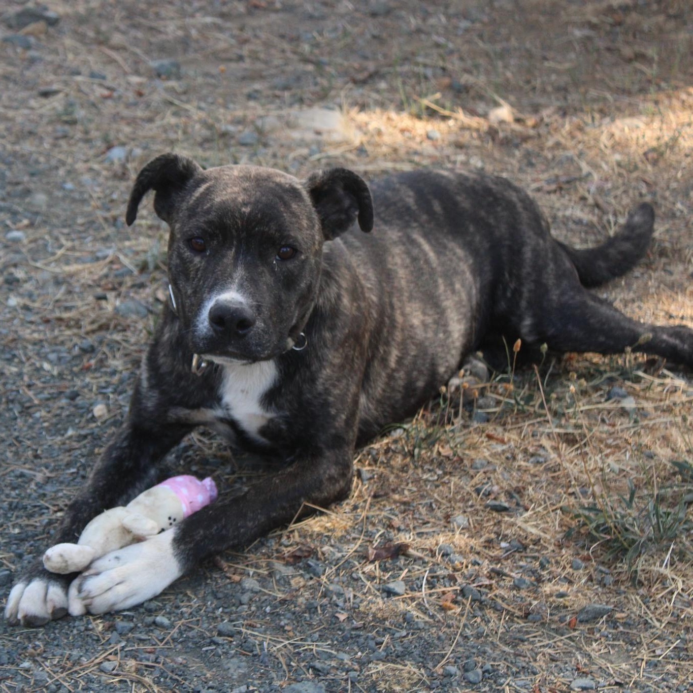 Enlarge Stella, a Adoptable mixed breed in Weaverville, CA image 1/6