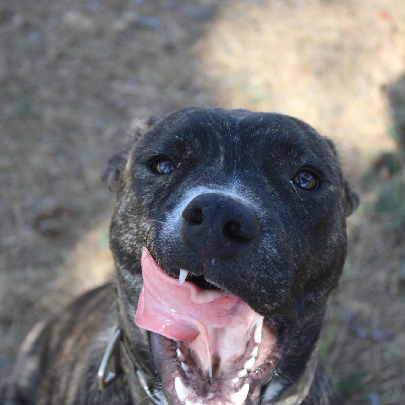 Enlarge Stella, a Adoptable mixed breed in Weaverville, CA image 6/6