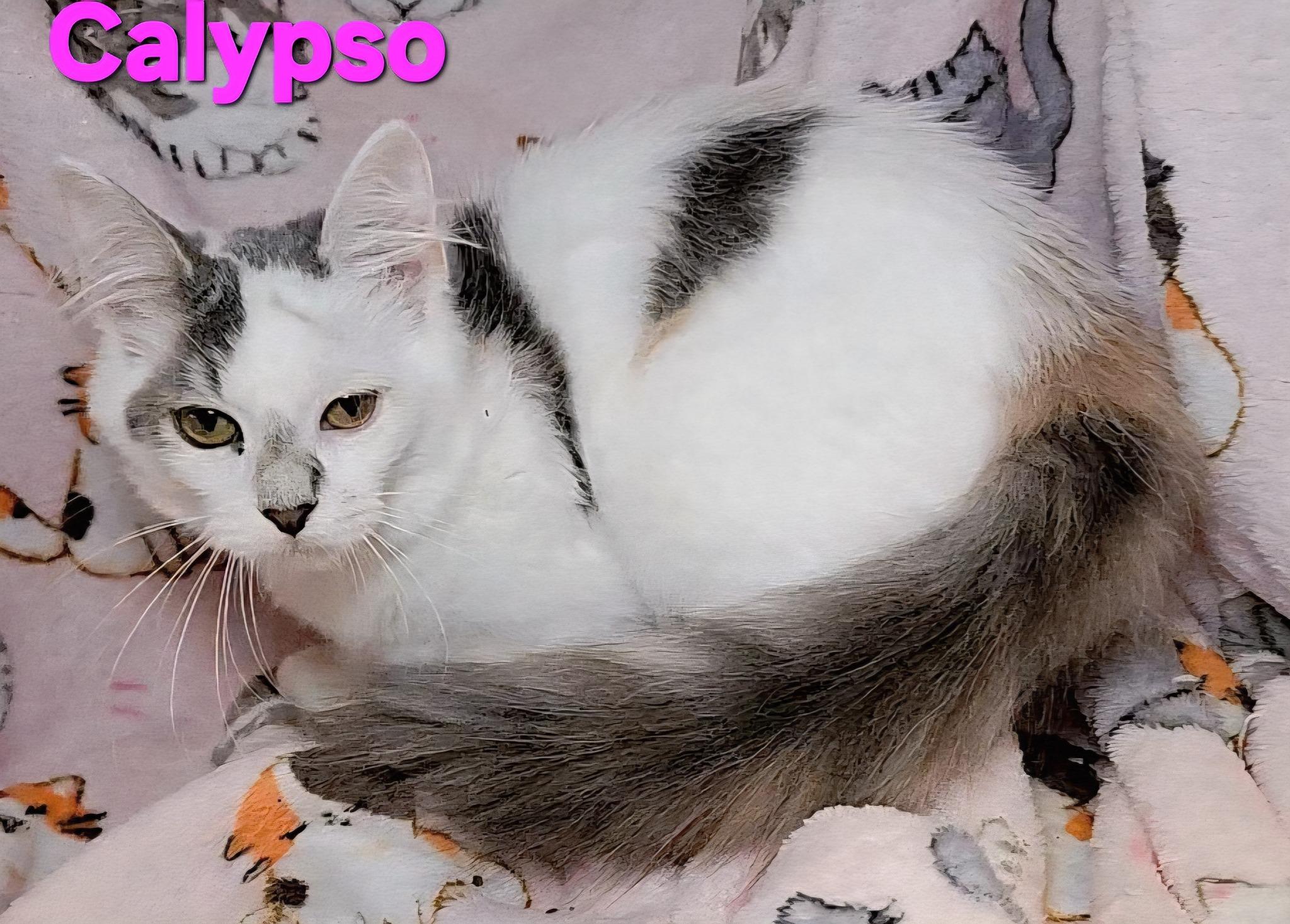 Calypso