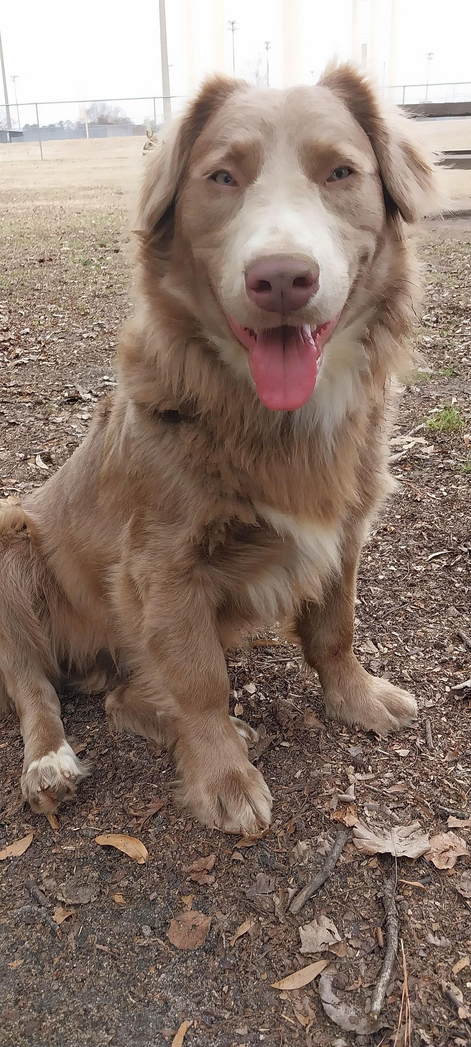 Gatsby, Adoptable, Young Male Siberian Husky & Australian Shepherd.