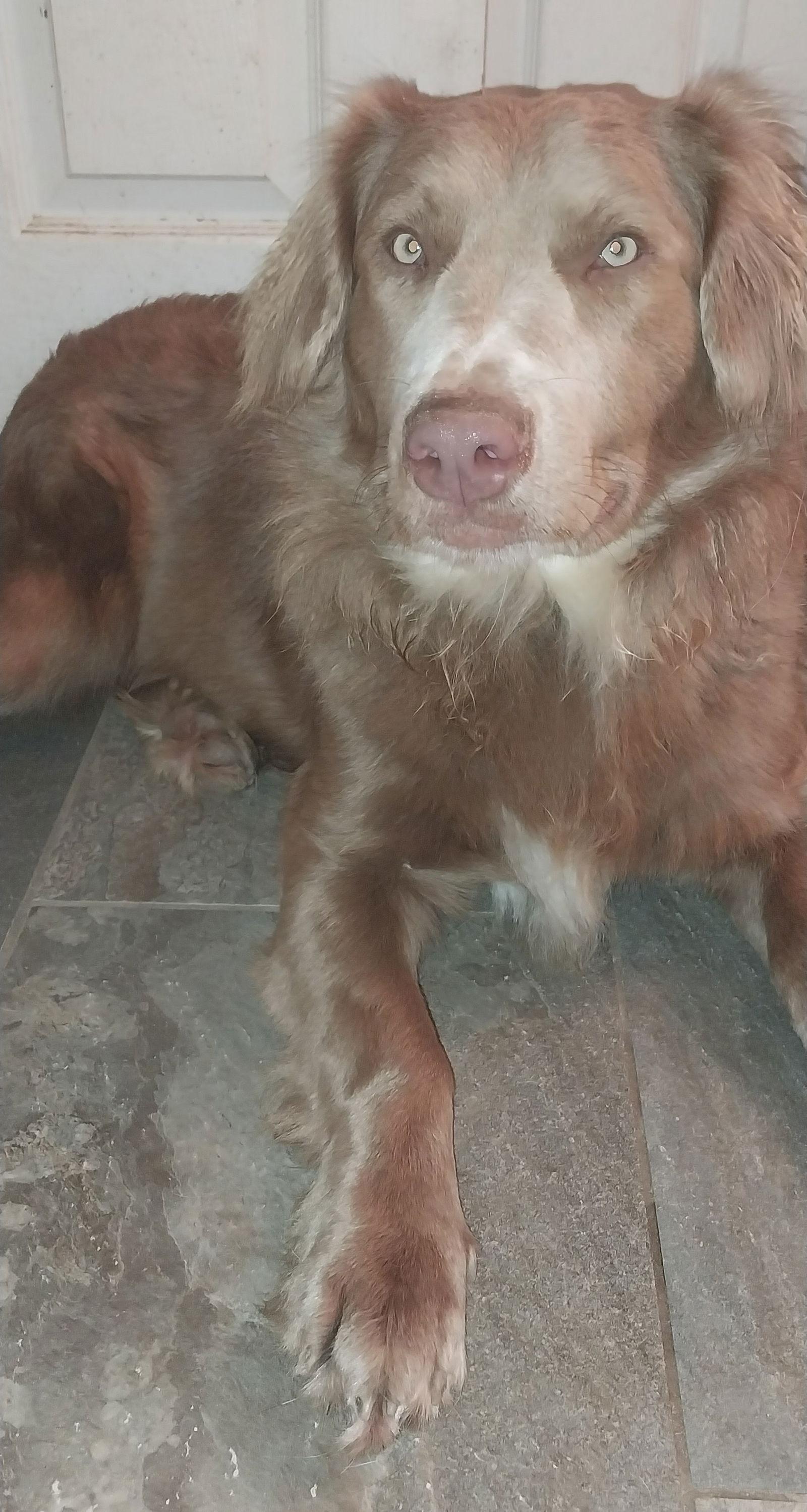 Enlarge Gatsby, a Adoptable mixed breed in Cumming, GA image 2/3