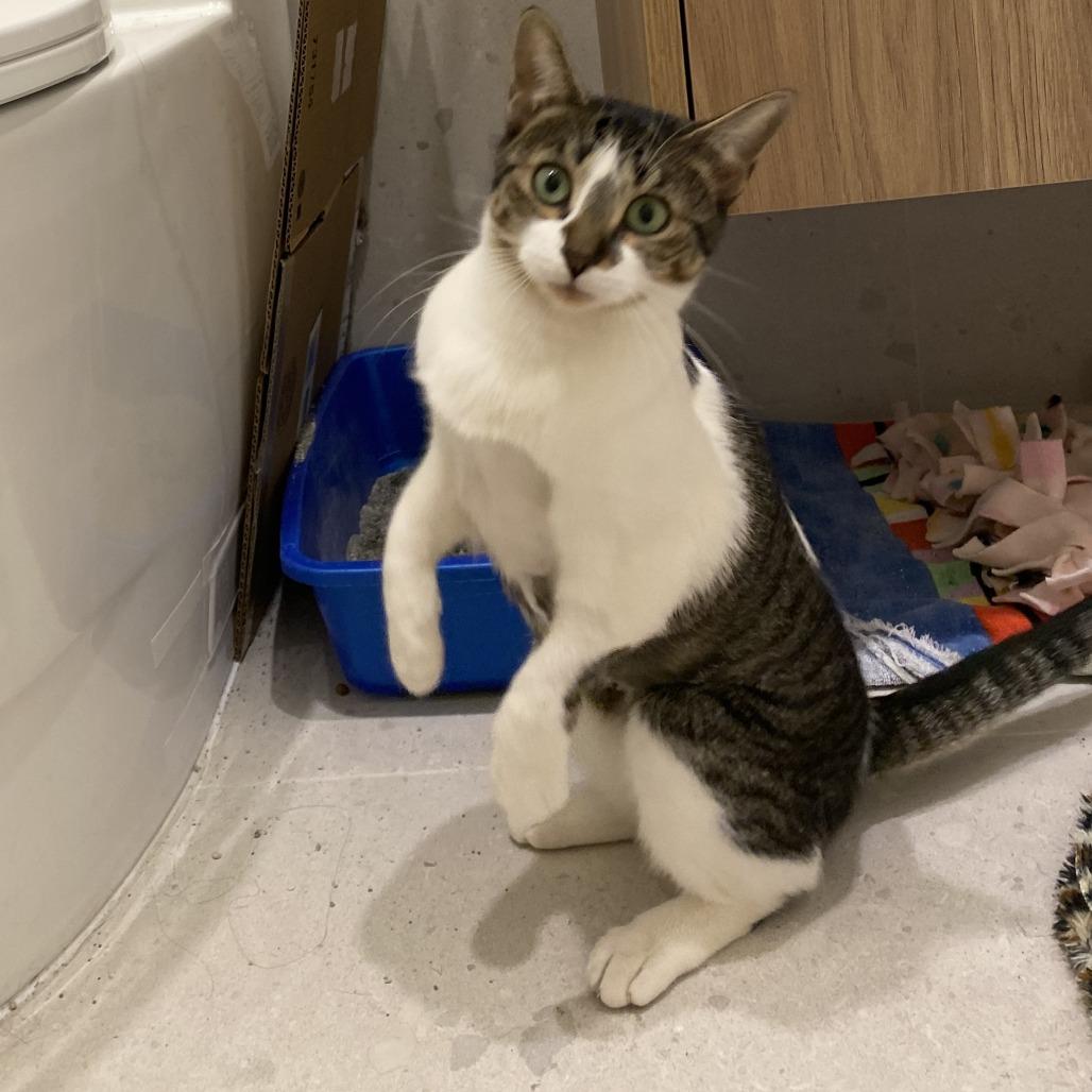 Great White Shark, Adoptable, Adult Female Domestic Short Hair.