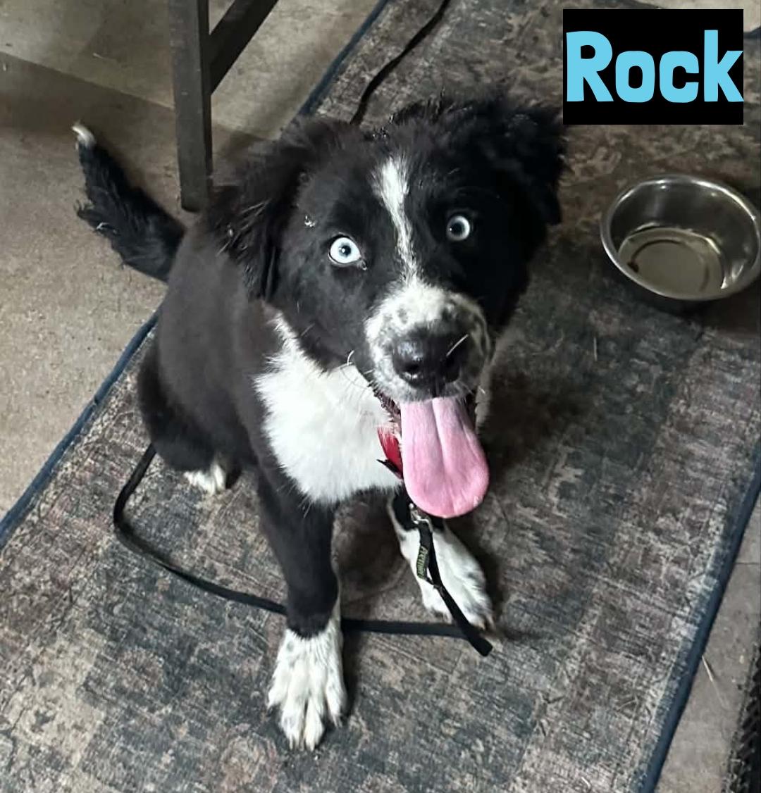 Rock, adopted, Puppy Male Border Collie.