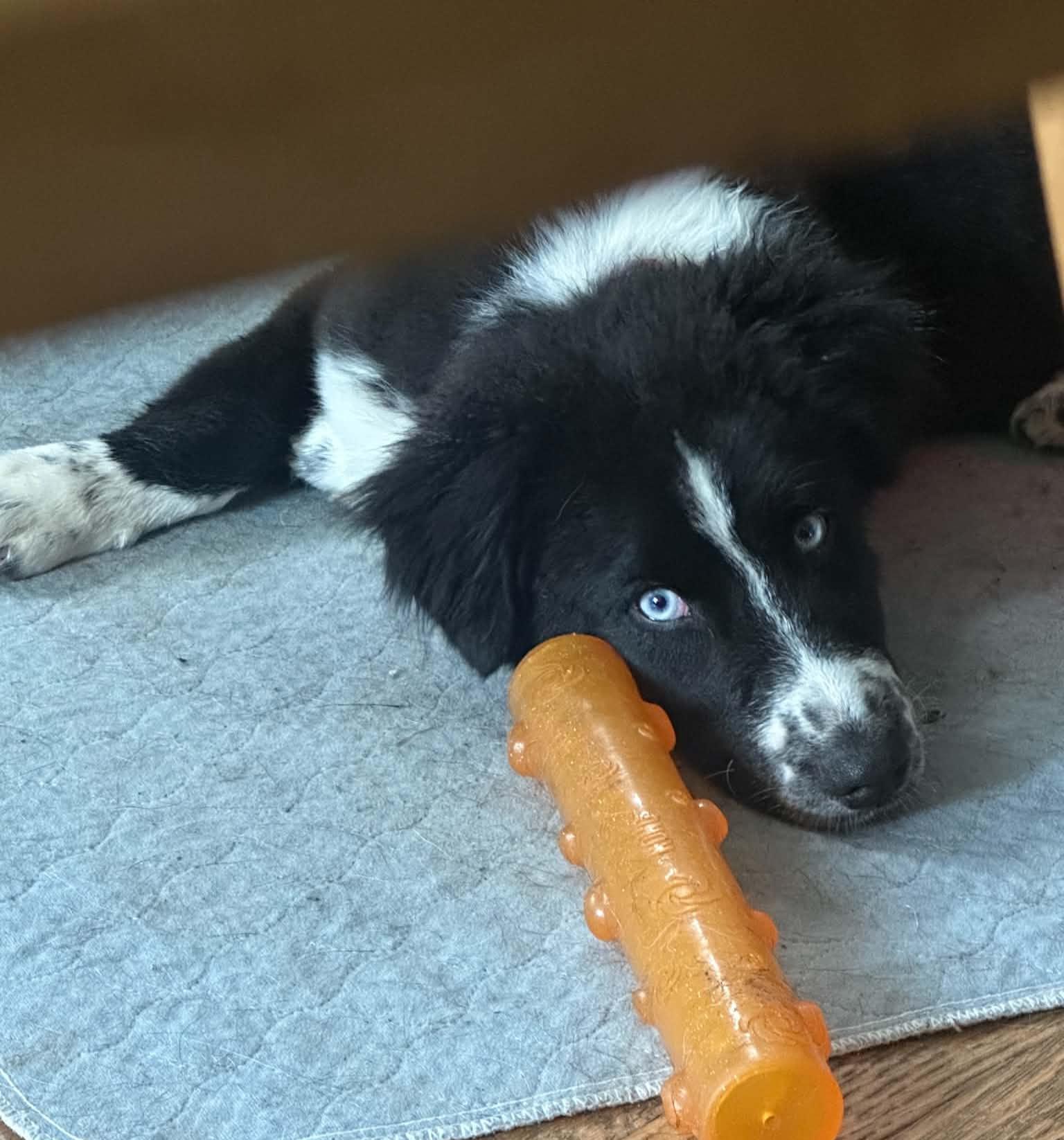 Rock, an adopted mixed breed in Grand Rapids, MI image 2/3