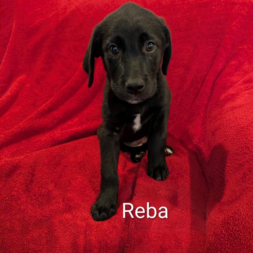 Reba, Adoptable, Puppy Female Mixed Breed.