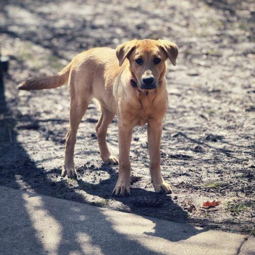 Biscuit, Adoptable, Young Female Labrador Retriever & German Shepherd Dog.