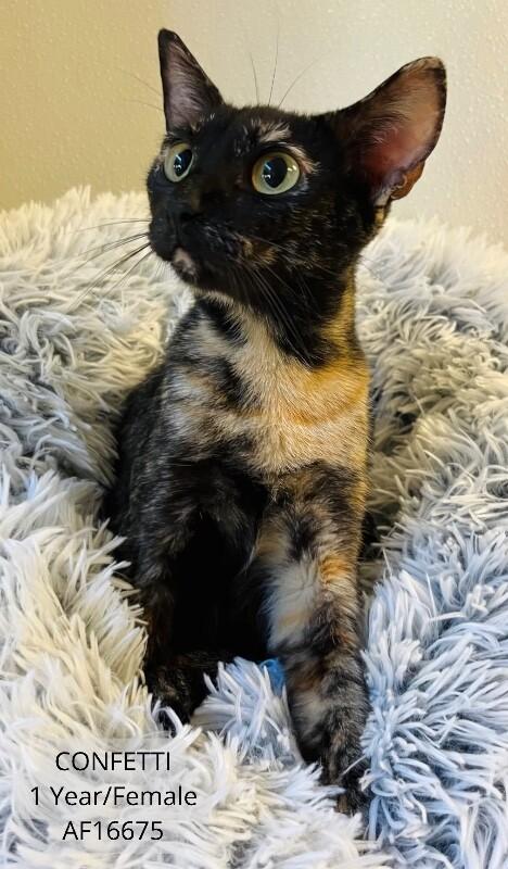 Confetti, Adoptable, Adult Female Domestic Short Hair.