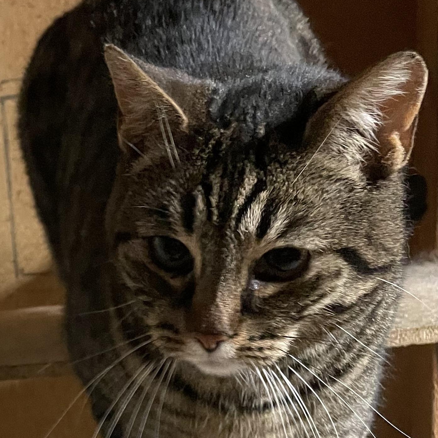 Enlarge Girlfriend, an adopted Domestic Short Hair in Eureka, CA image 1/4