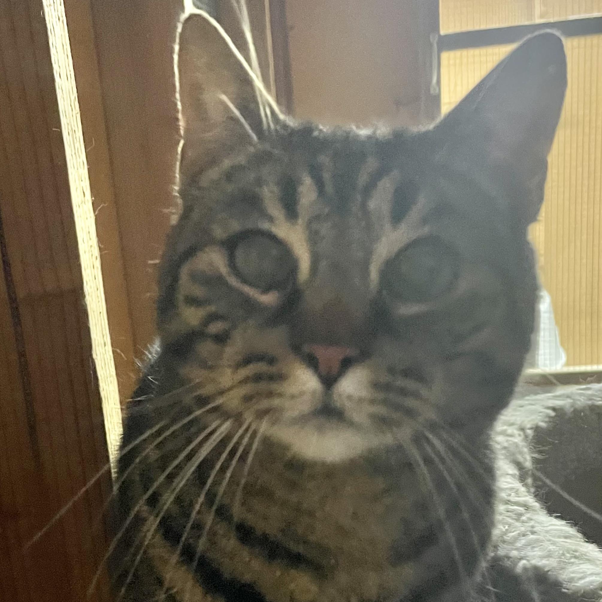 Enlarge Girlfriend, an adopted Domestic Short Hair in Eureka, CA image 2/4