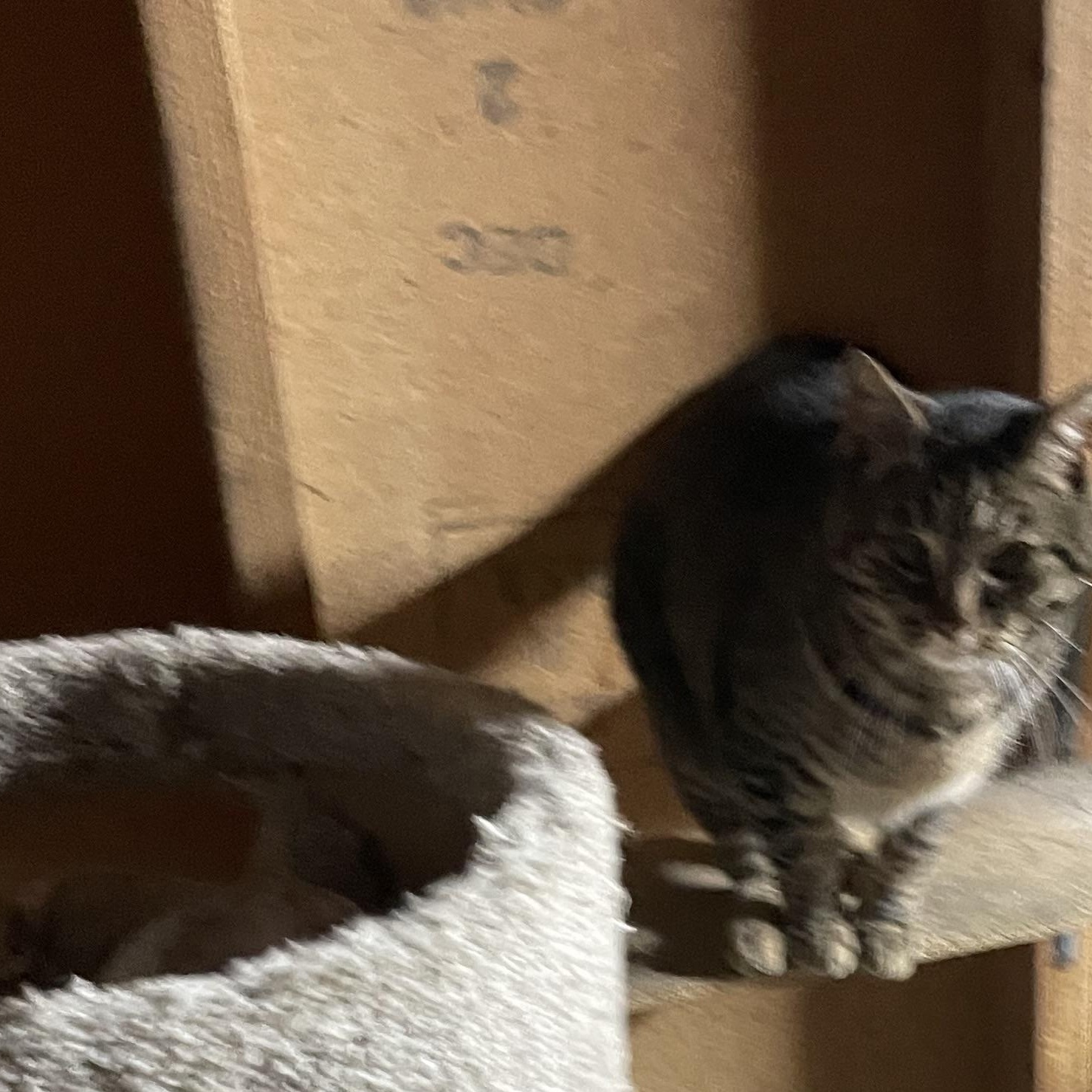 Enlarge Girlfriend, an adopted Domestic Short Hair in Eureka, CA image 3/4