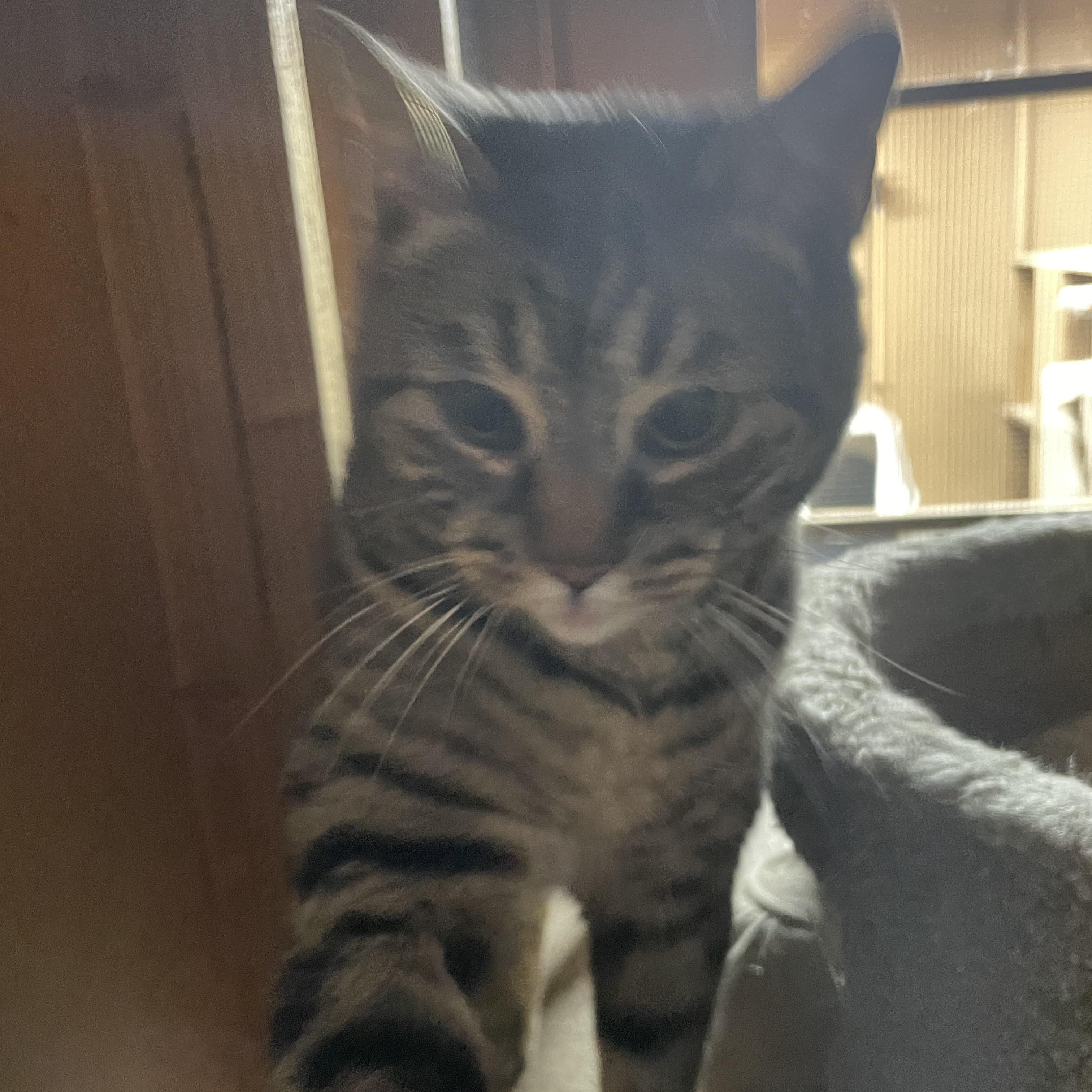 Enlarge Girlfriend, an adopted Domestic Short Hair in Eureka, CA image 4/4