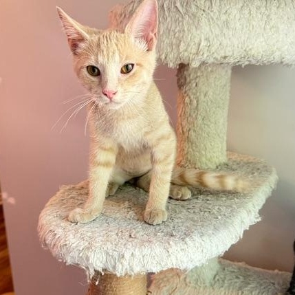 Enlarge Olaf, an adopted Domestic Short Hair in Hudsonville, MI image 1/1