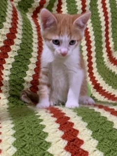 Enlarge Sammy, a Adopted American Shorthair in Dallas, TX image 1/3