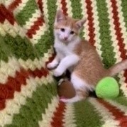 Enlarge Sammy, a Adopted American Shorthair in Dallas, TX image 2/3