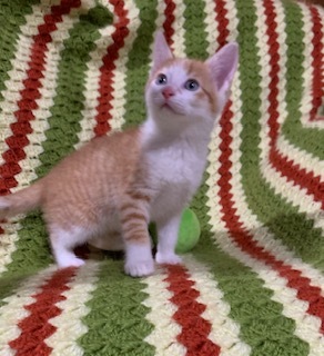 Enlarge Sammy, a Adopted American Shorthair in Dallas, TX image 3/3