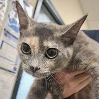 Marrakesh, Adoptable, Young Female Domestic Short Hair & Domestic Short Hair.