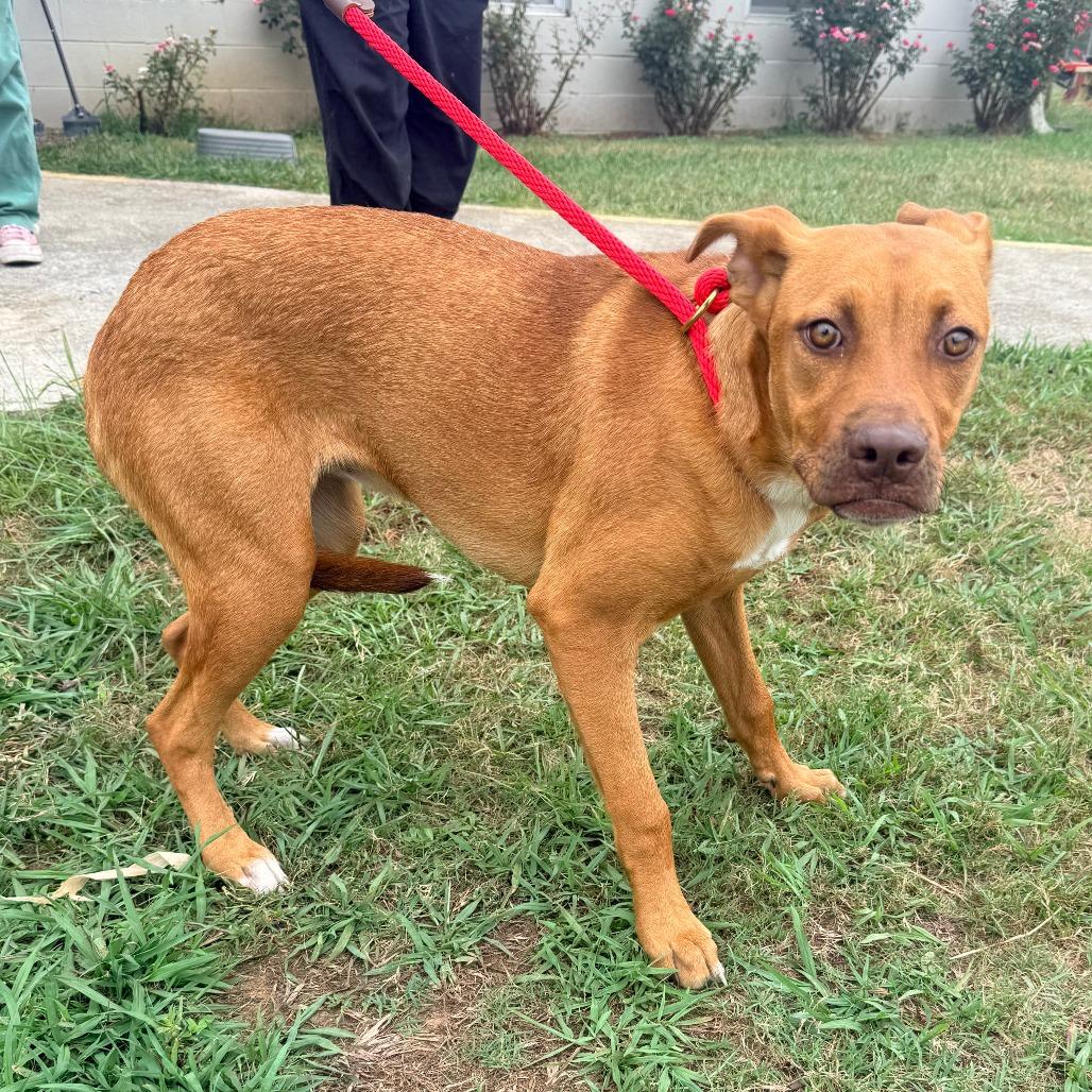 Pumpkin, Adoptable, Young Female Mixed Breed.