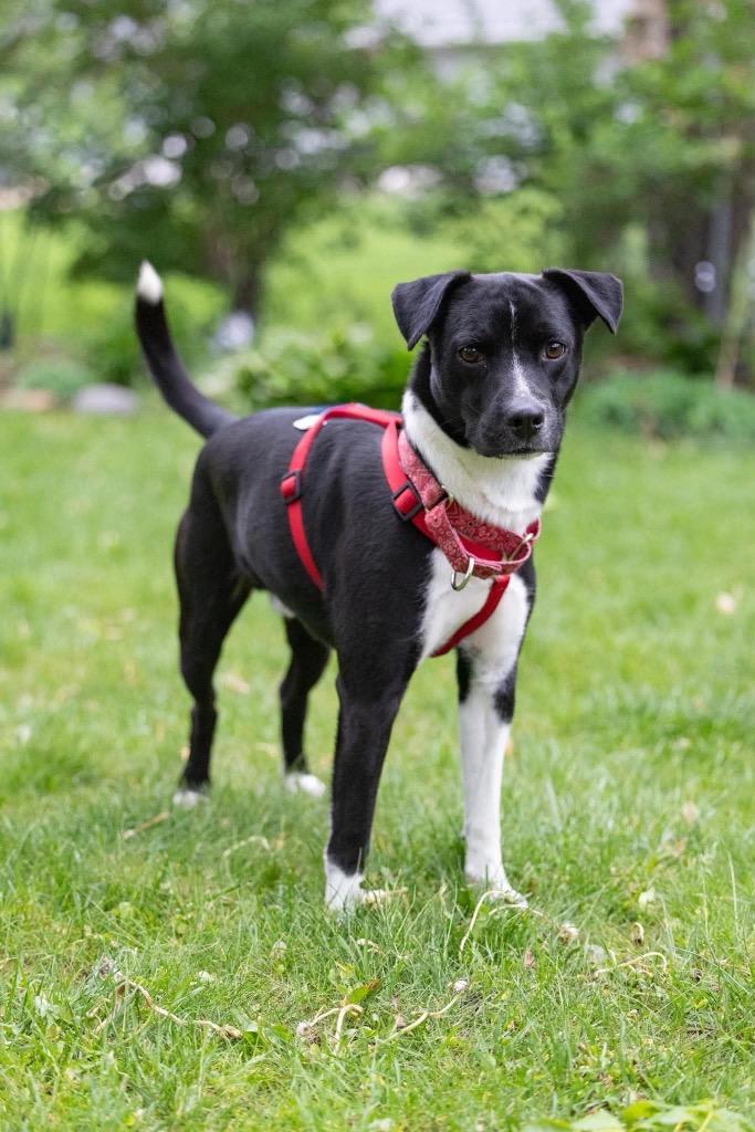 Zach, Adoptable, Young Male Mixed Breed.