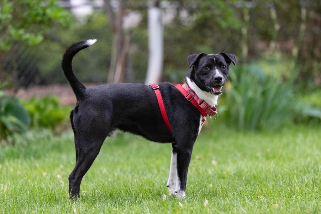 Zach, a Adoptable mixed breed in Savage, MN image 2/5