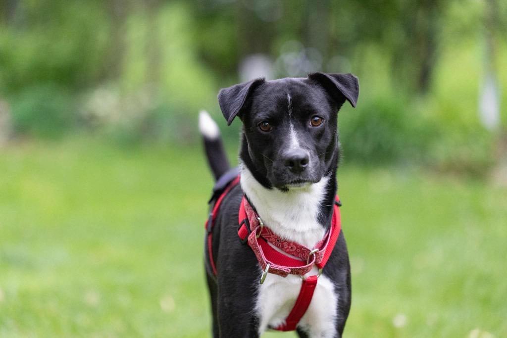 Zach, a Adoptable mixed breed in Savage, MN image 3/5