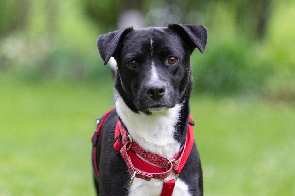 Zach, a Adoptable mixed breed in Savage, MN image 4/5