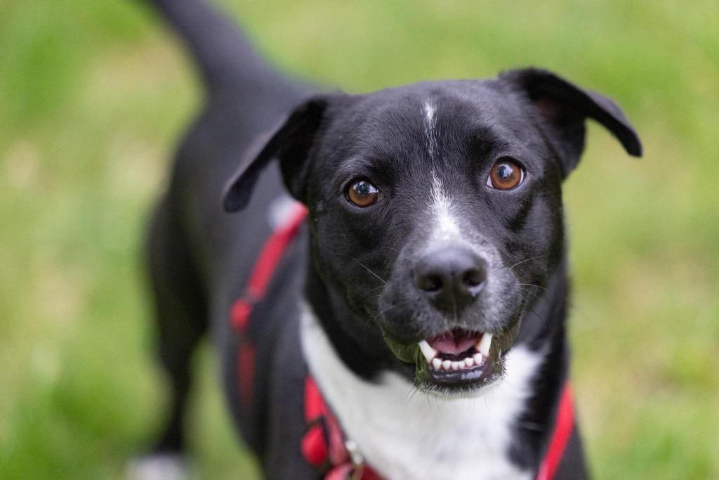 Zach, a Adoptable mixed breed in Savage, MN image 5/5