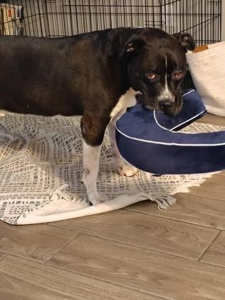 Ryker, Adoptable, Senior Male Pit Bull Terrier & Mixed Breed.