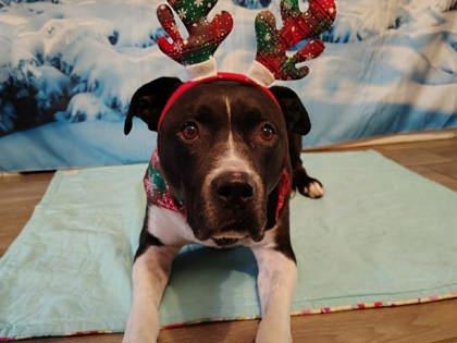 Enlarge Ryker, a Adoptable mixed breed in Phoenix, AZ image 2/3