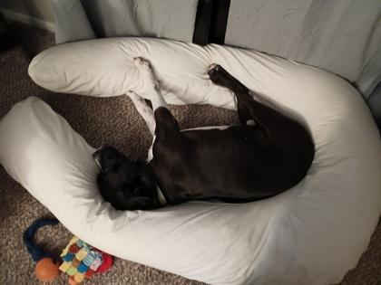 Enlarge Ryker, a Adoptable mixed breed in Phoenix, AZ image 3/3