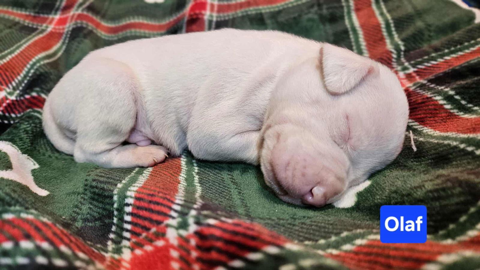 Enlarge Olaf, a Adoptable mixed breed in Duluth, MN image 1/1