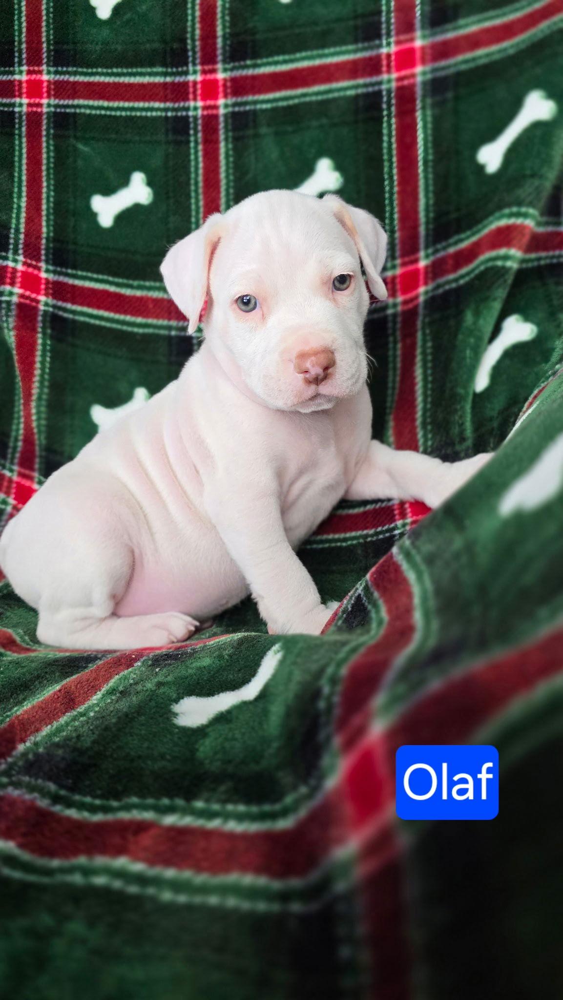 Olaf, a Adoptable mixed breed in Duluth, MN image 2/2