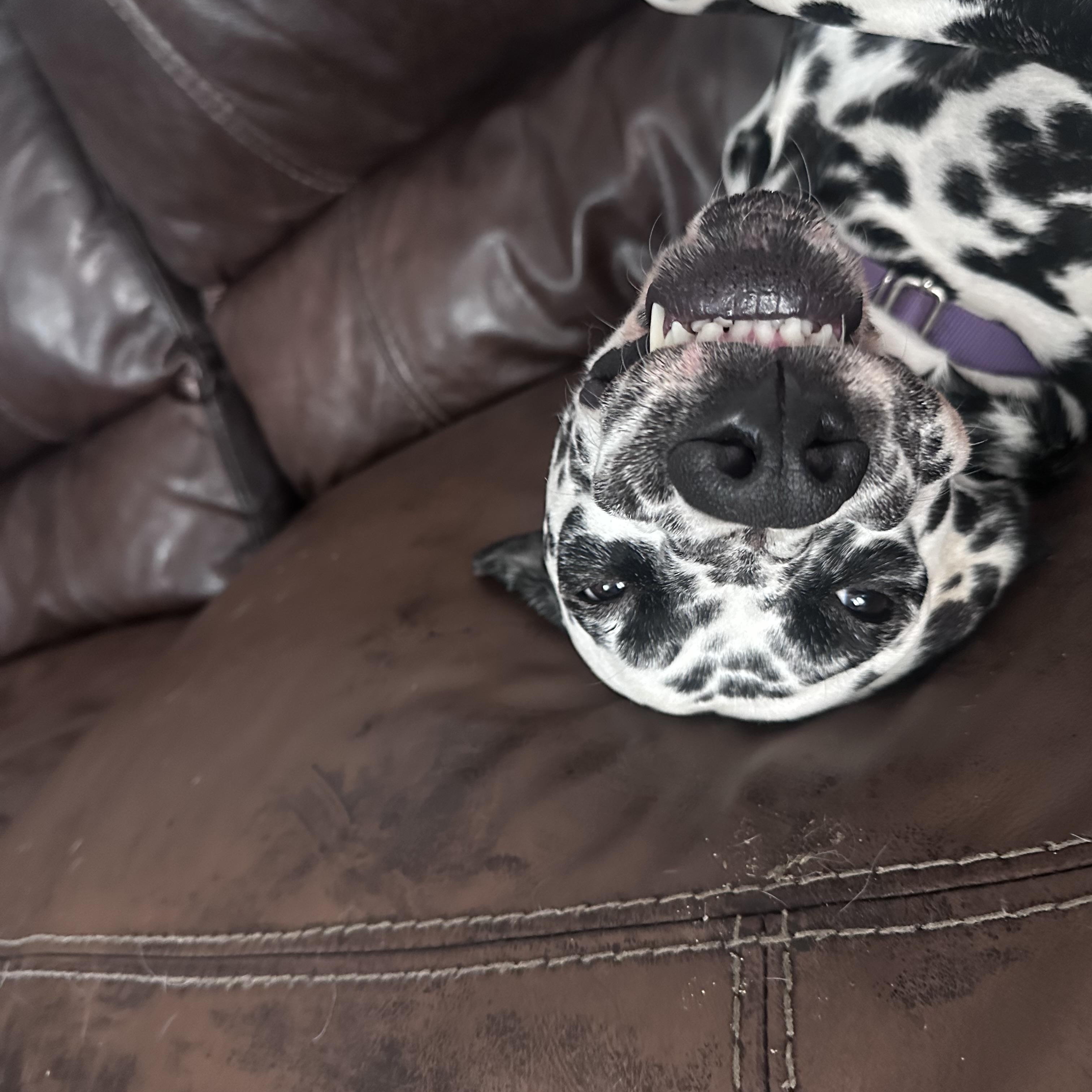 Enlarge Rolly-Spartanburg, SC, a Adoptable Dalmatian in Spartanburg, SC image 3/4