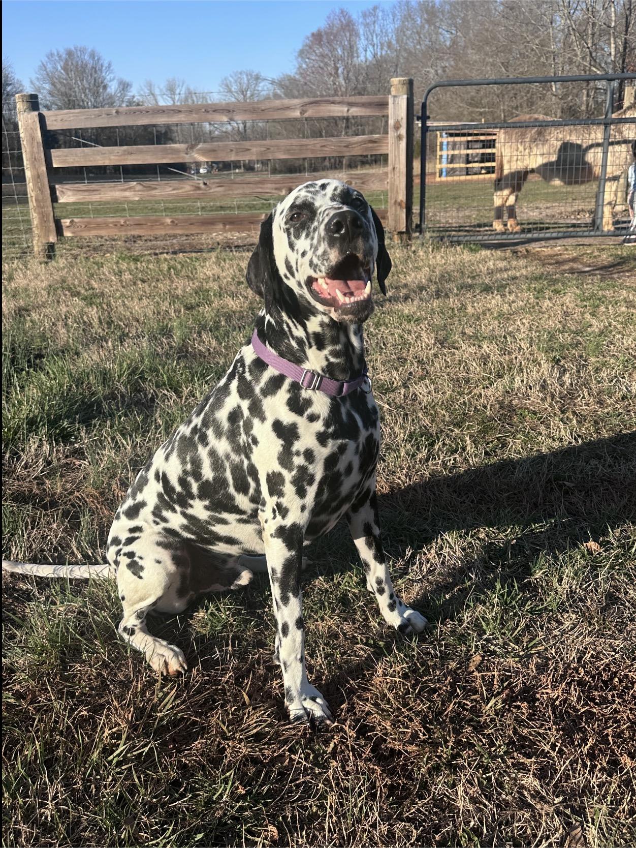 Enlarge Rolly-Spartanburg, SC, a Adoptable Dalmatian in Spartanburg, SC image 4/4