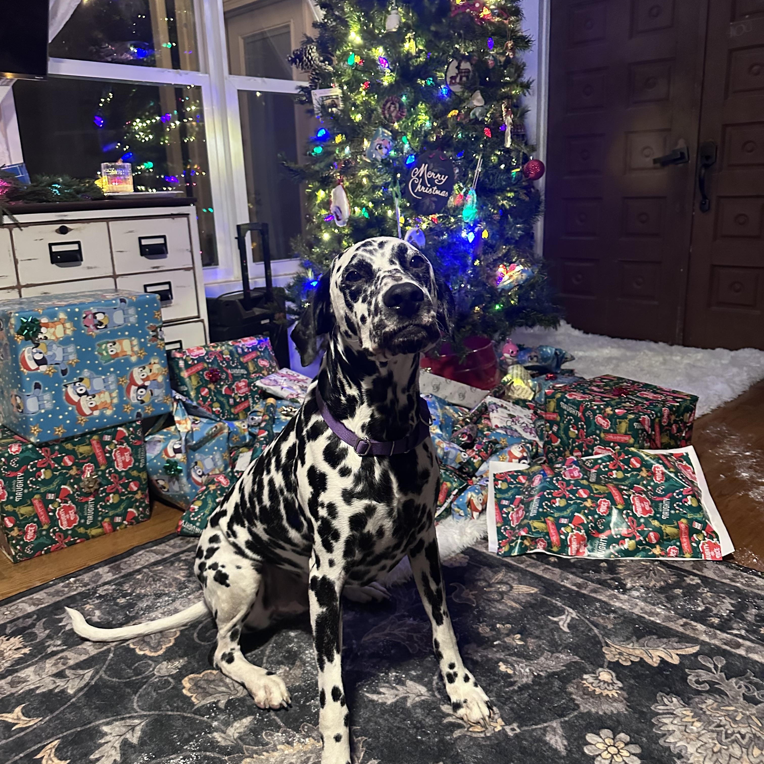 Enlarge Rolly-Spartanburg, SC, a Adoptable Dalmatian in Spartanburg, SC image 2/4