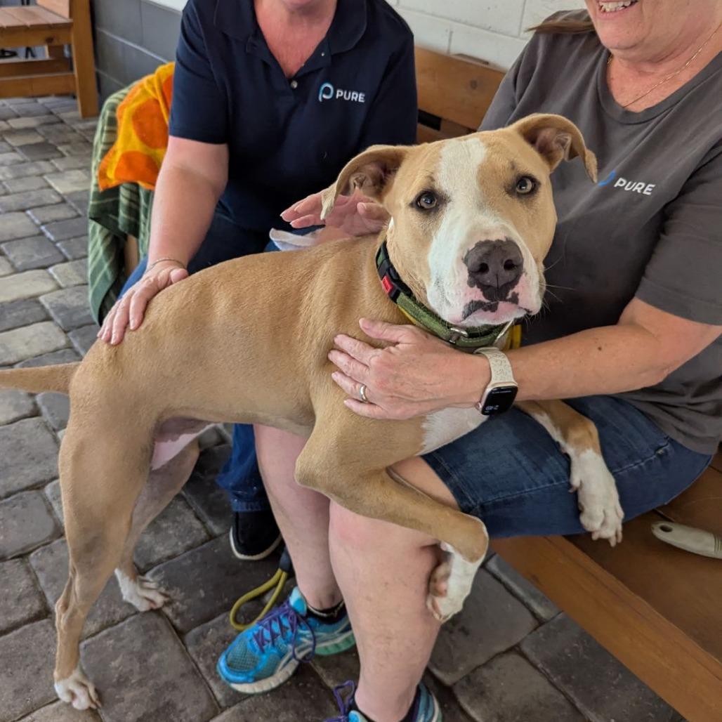 Enlarge Jupiter, a Adoptable mixed breed in Ocala, FL image 6/6