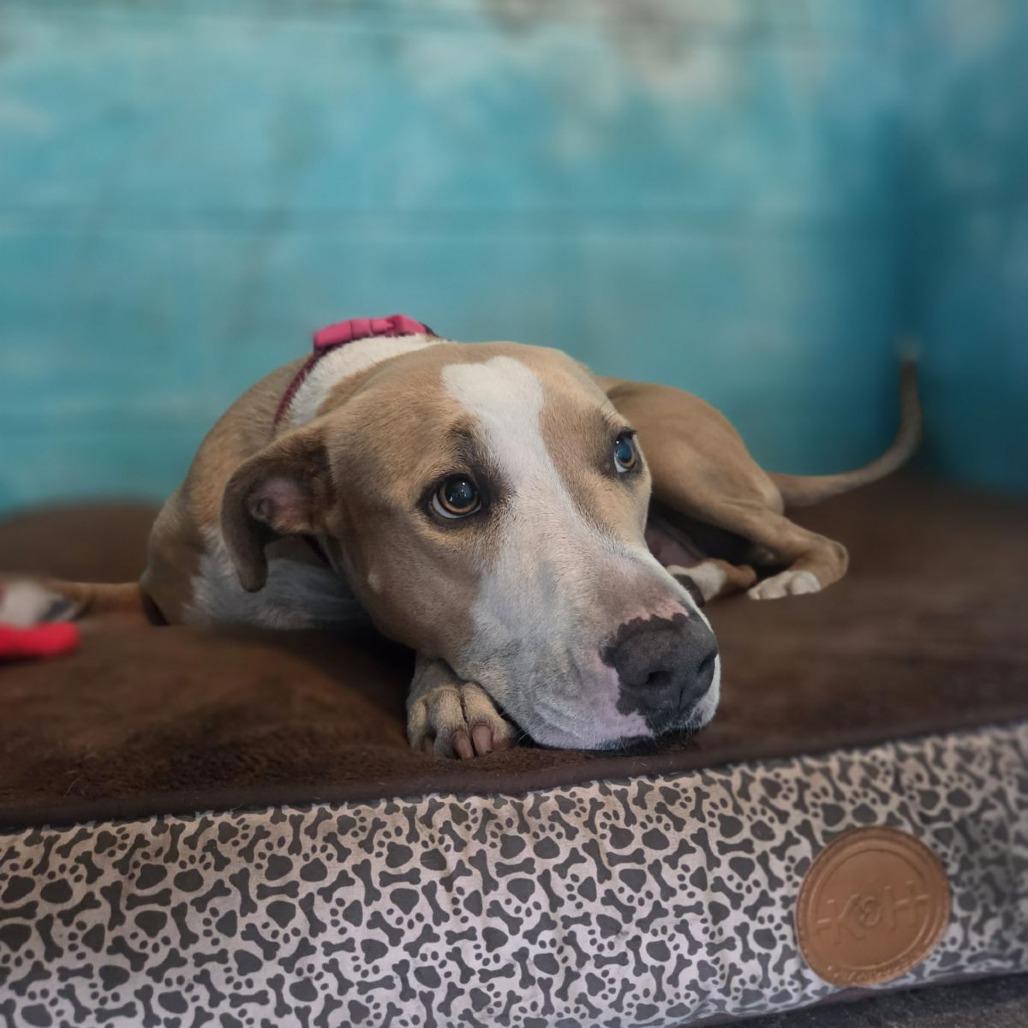 Enlarge Jupiter, a Adoptable mixed breed in Ocala, FL image 2/6