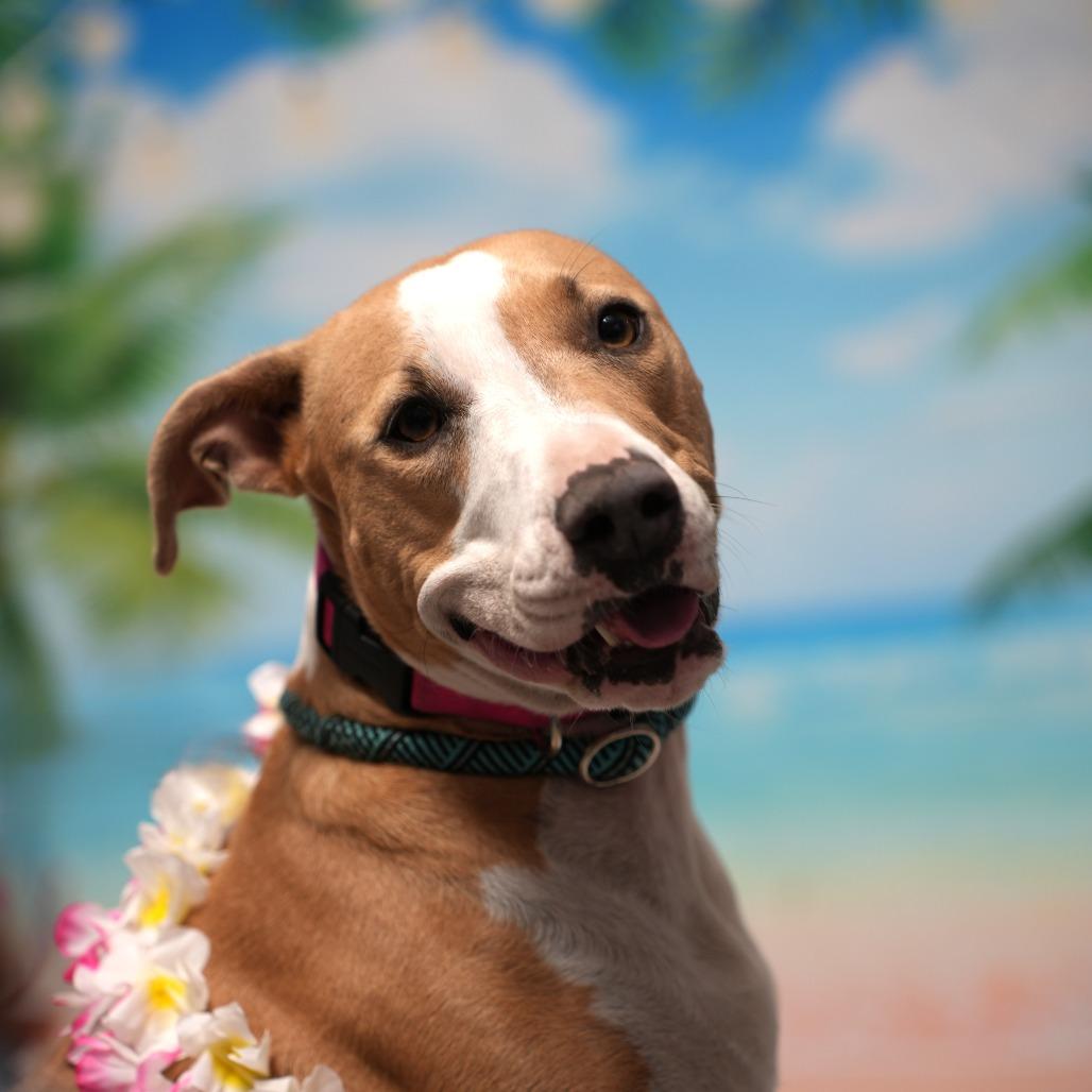 Enlarge Jupiter, a Adoptable mixed breed in Ocala, FL image 4/6