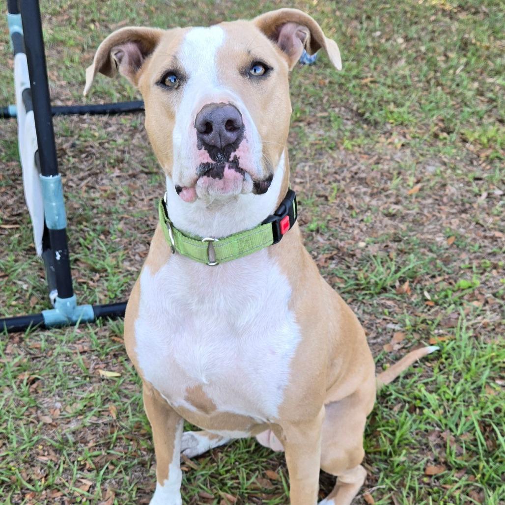 Enlarge Jupiter, a Adoptable mixed breed in Ocala, FL image 5/6
