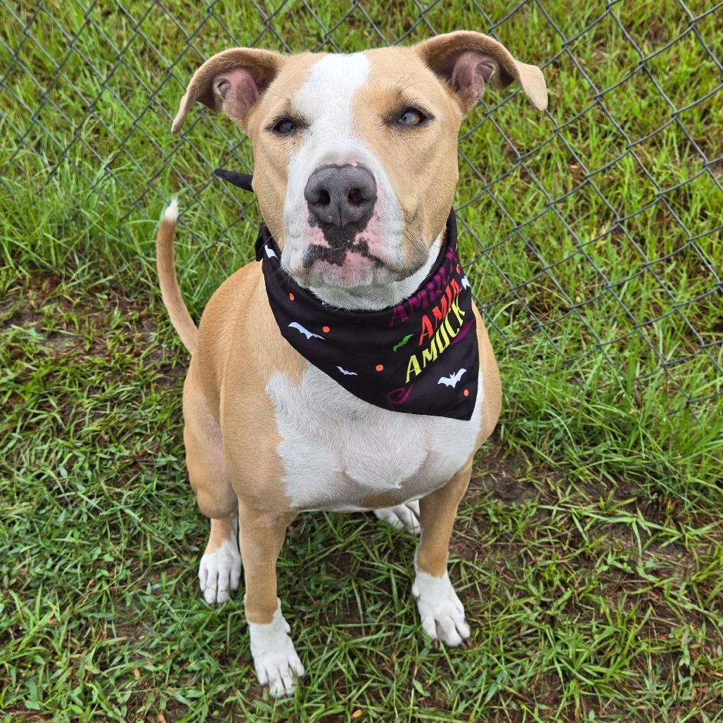 Enlarge Jupiter, a Adoptable mixed breed in Ocala, FL image 1/6