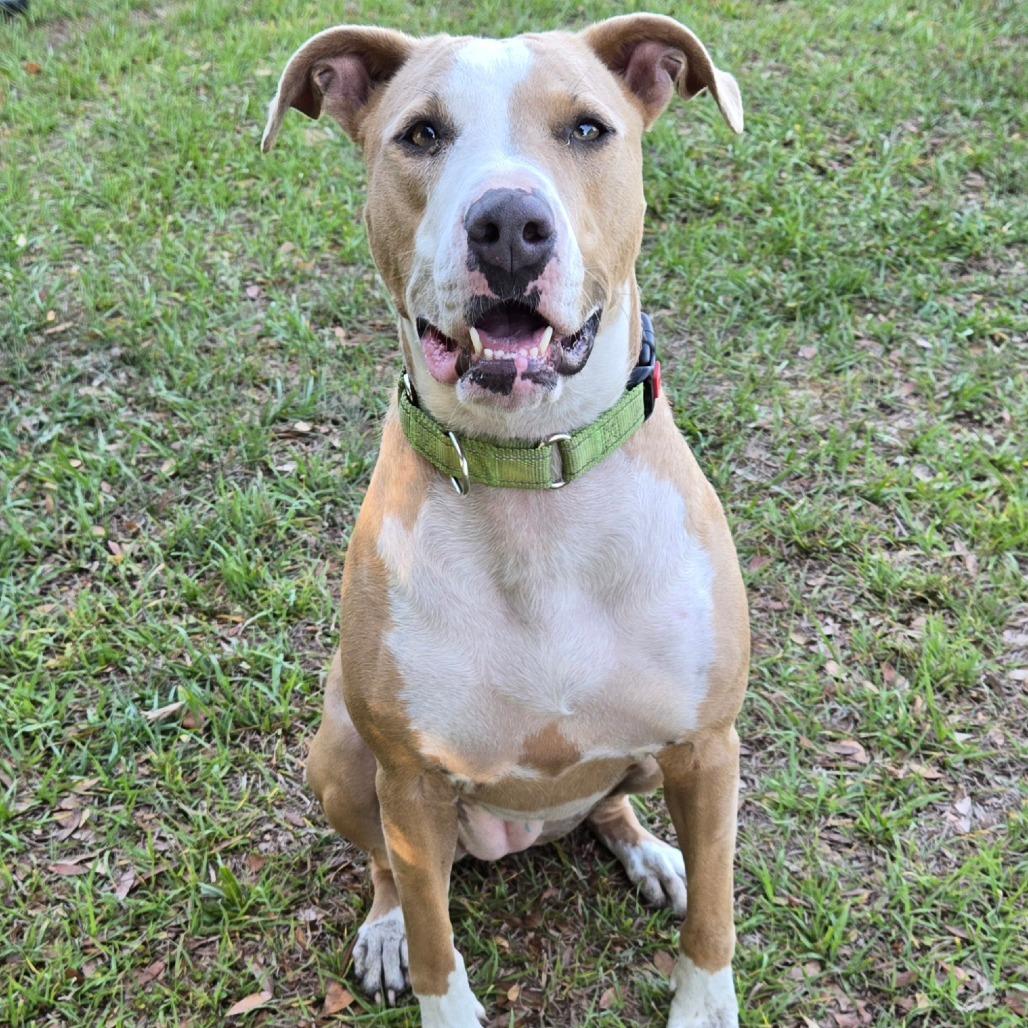 Enlarge Jupiter, a Adoptable mixed breed in Ocala, FL image 3/6