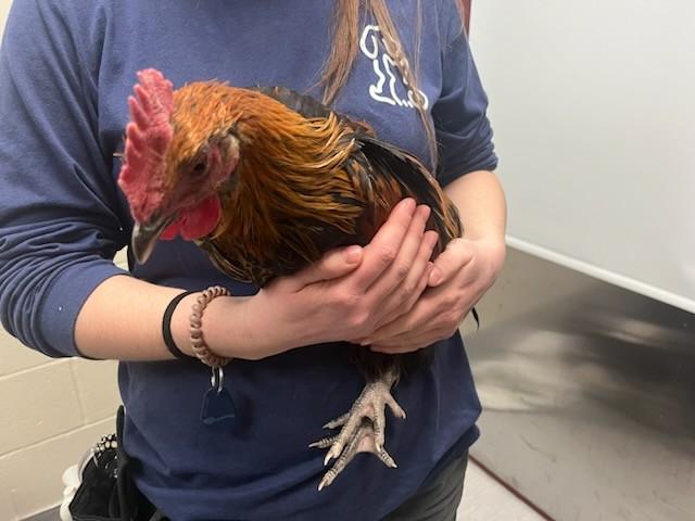 Enlarge PECK FURY, a Adoptable Chicken in Colorado Springs, CO image 2/2