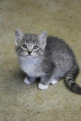 Sally, a Adopted mixed breed in Mount Pleasant, IA image 1/3