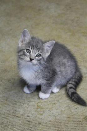 Sally, a Adopted mixed breed in Mount Pleasant, IA image 2/3