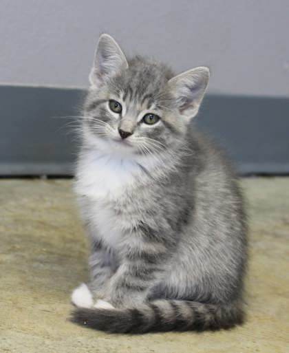 Sally, a Adopted mixed breed in Mount Pleasant, IA image 3/3