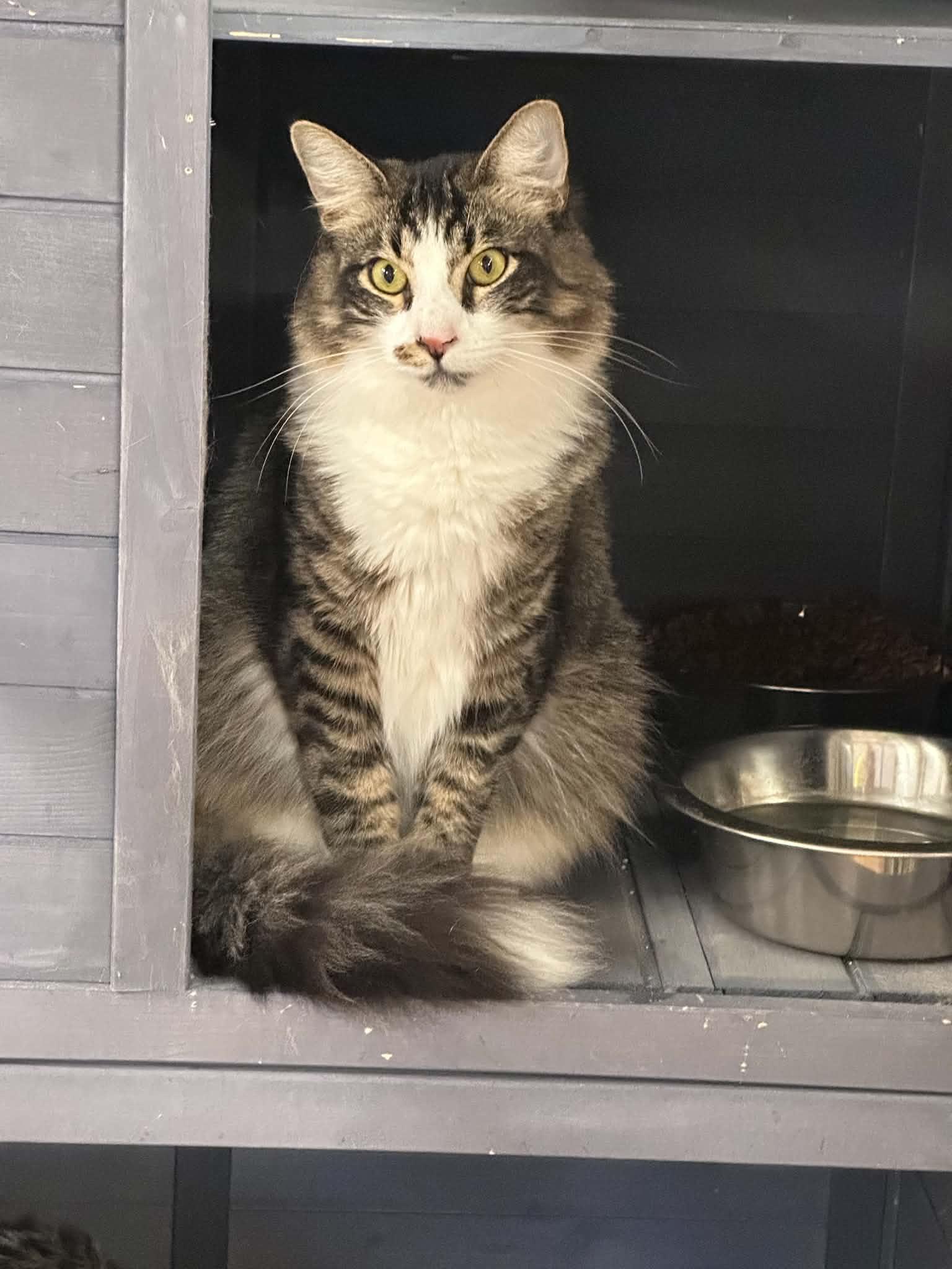 Bali, ADOPTABLE, Adult Male Domestic Long Hair.