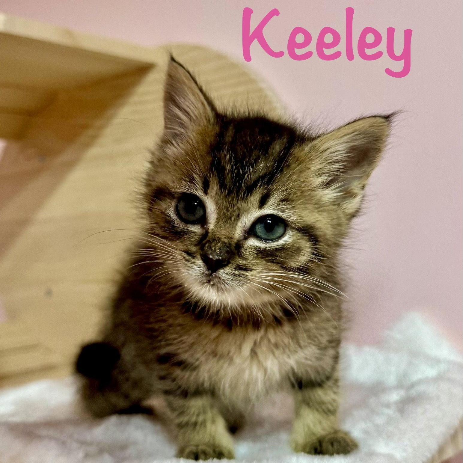 Enlarge Keeley, a Adoptable Domestic Short Hair in Reston, VA image 2/3