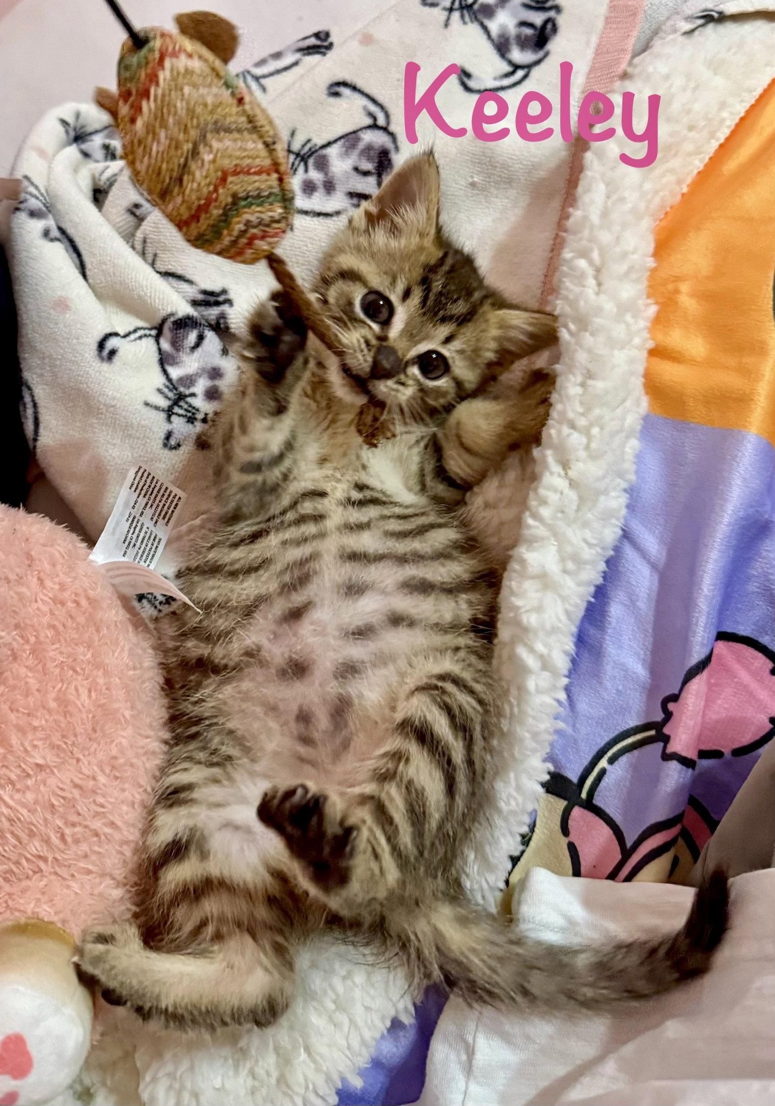Keeley, Adoptable, Kitten Female Domestic Short Hair.