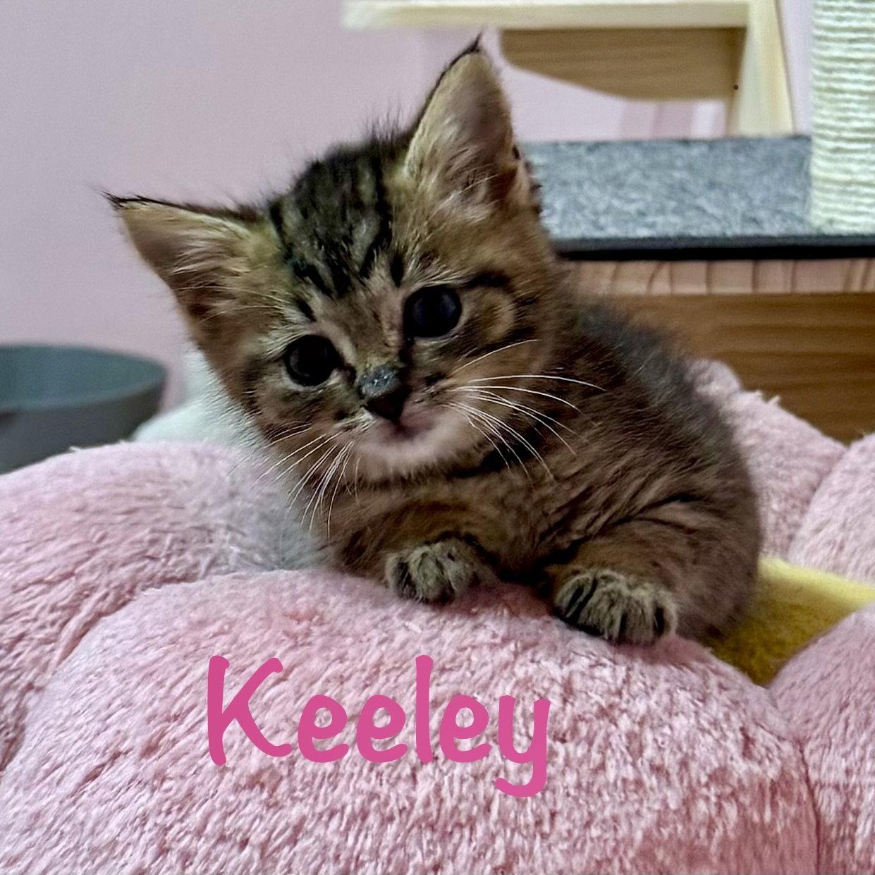 Enlarge Keeley, a Adoptable Domestic Short Hair in Reston, VA image 3/3